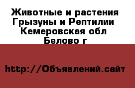 Животные и растения Грызуны и Рептилии. Кемеровская обл.,Белово г.